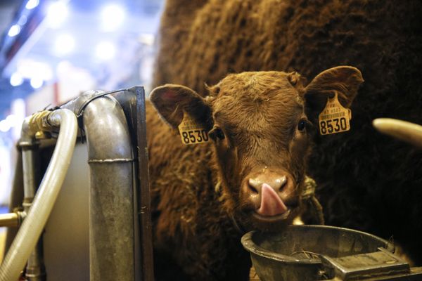 Le 24 août, les hurlements d'un animal en provenance d'un garage strasbourgeois avaient alerté les voisins.