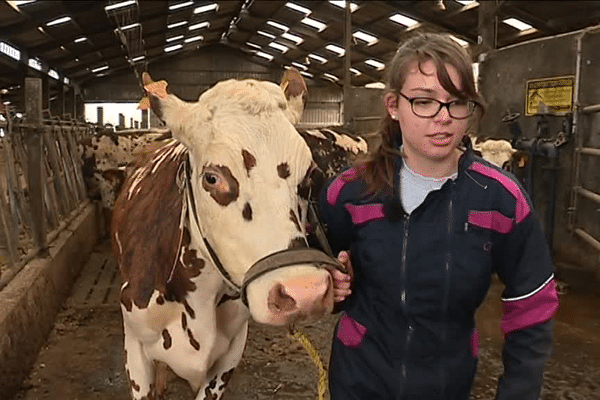 Dans le cadre du trophée national des lycées agricoles, les élèves doivent notamment manipuler une vache (ici : Lola) et décrire toutes leurs actions.