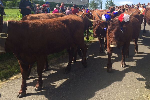 Traditionnel défilé des vaches à robe rouge avant la montée à l'estive à Allanche dans le Cantal