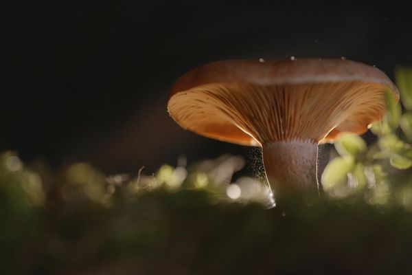 La quête des champignons provoque beaucoup d'enthousiasme chez ses adeptes. A savoir qu'aujourd'hui, seulement 100 000 espèces ont été décrites sur le million et demi existant.