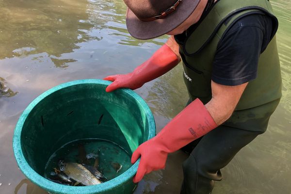 Des centaines de poissons ont été récupérés dans l'Albarine alors que certains suffoquaient déjà, piégés dans des poches d'eau de plus en plus minces.