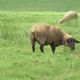 Après plusieurs attaques, un éleveur des Ardennes est désormais autoriser à pratiquer un tir de défense contre le loup.