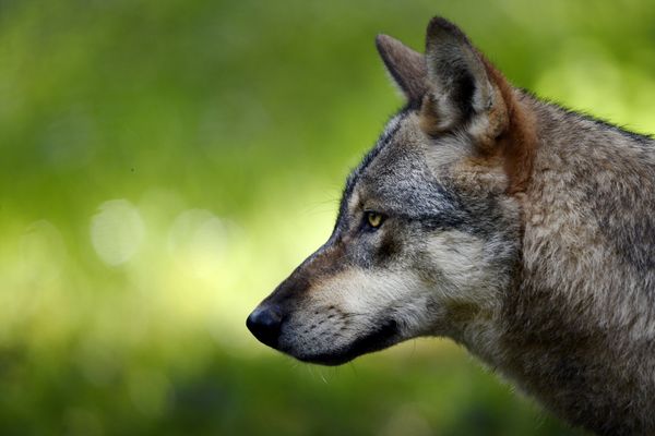 Déjà 6 loups tués depuis le début de l'année 2024 dans les montagnes du Jura, en France et Suisse voisine.