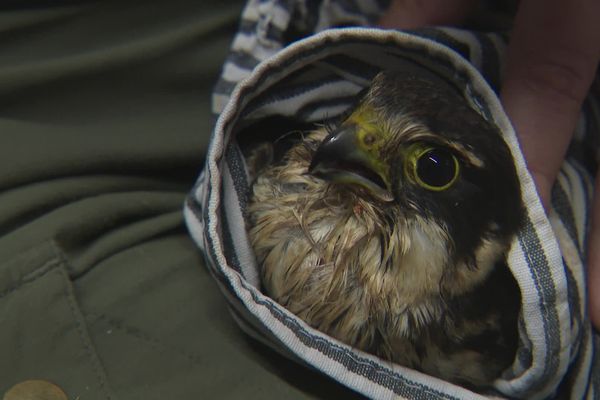 Ce jeune faucon hobereau est arrivé presque paralysé à la Dame blanche. Après dix jours de soins, il a récupéré une partie de sa mobilité. Il poursuivra sa convalescence dans une volière avant d'être relâché dans la nature.