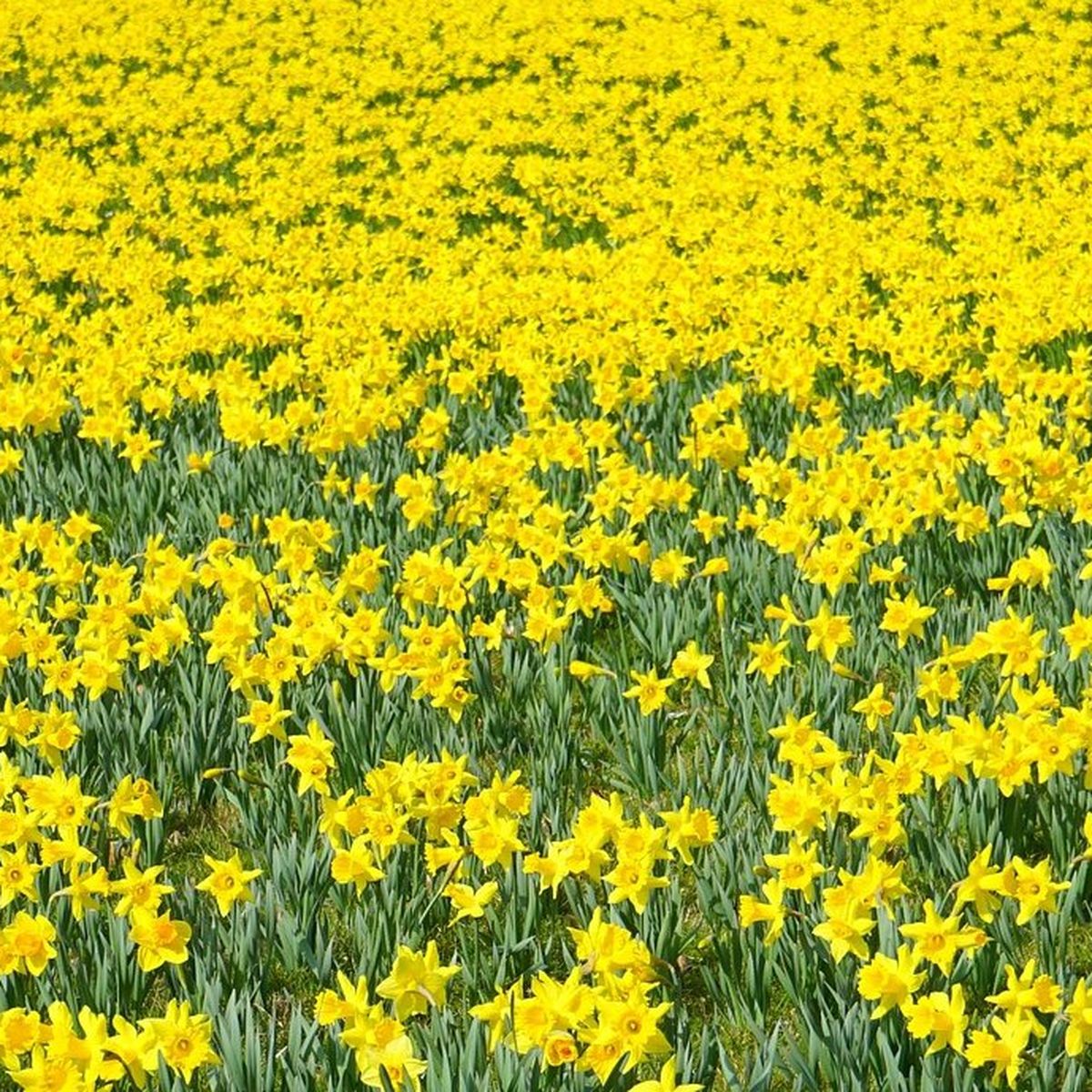 A Gussignies, c'est la saison des jonquilles sauvages