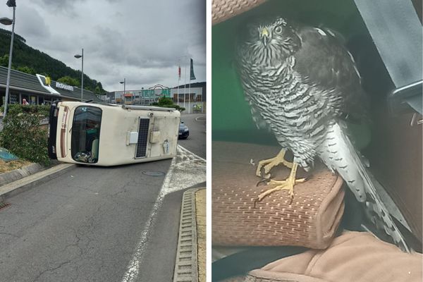 Le rapace a été retrouvé à l'intérieur du camping-car renversé sur la chaussée.