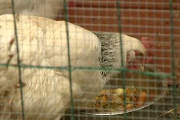 Les foyers sont de plus en plus nombreux a adopté des poules pour leurs oeufs mais aussi pour réduire les déchets.