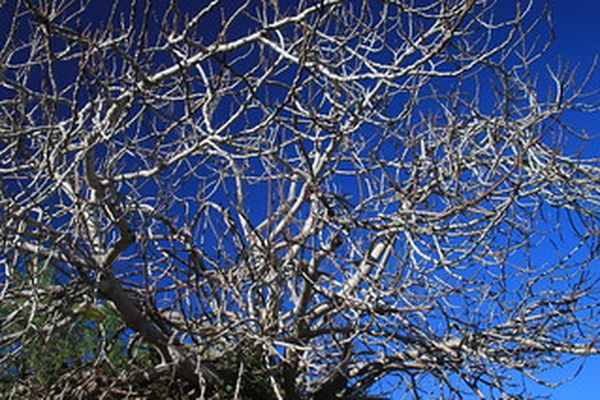 grand arbre d'hiver dans le ciel bleu,