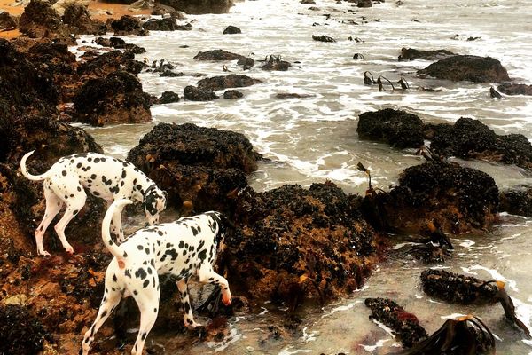 Les dalmatiens aiment les forts coefficients