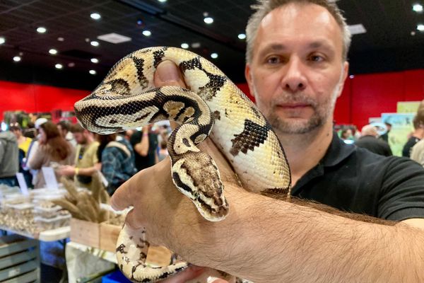 Un petit câlin avec un python royal d'Afrique, long d'un mètre 30, ça vous dit?