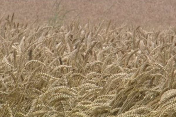 La majorité des blés ne sont pas encore mûrs dans l'Aisne