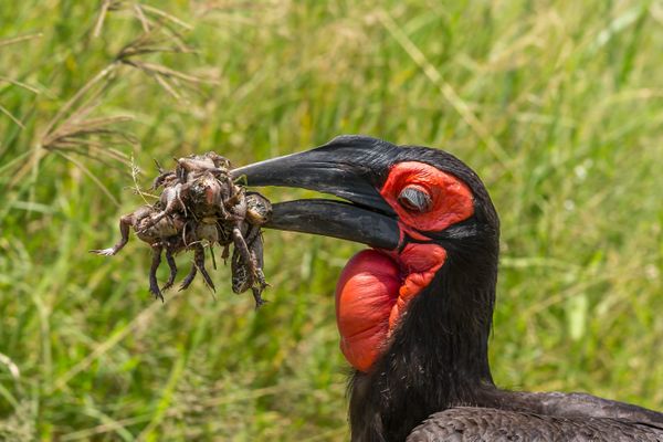 Une fois adulte le calao apprécie particulièrement les grenouilles - archives.