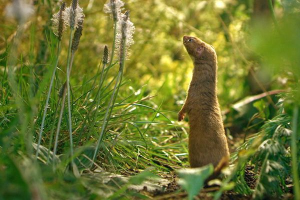 "La vie secrète du jardin", c'est une ode à la biodiversité sauvage, surprenante et merveilleuse dont nous n’avons pas toujours conscience, et qui pourtant existe juste derrière notre porte.