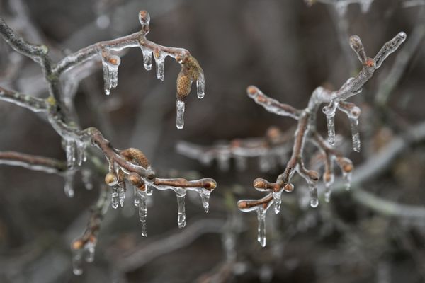 Des branches gelées le 26 février 2024 dans les Vosges en France.