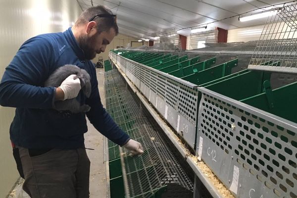 La mobilisation d'une soixantaine d'associations et de particuliers a permis le sauvetage de près de 6 000 rongeurs, lapins, hamsters et autres gerbilles à Lapte (Haute-Loire)