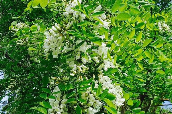 Acacias en fleurs