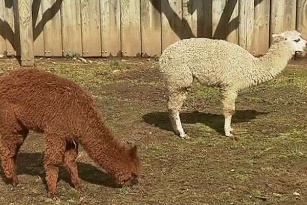 Un couple d'alpagas au parc aux loups de Chabrières. 