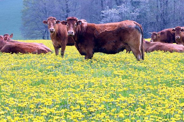 Aquitaine Limousin Poitou- Charentes : première région française pour l'élevage bovin et caprin