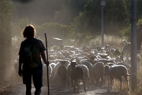 Les éleveurs ovins ou de volailles sont soumis à de nombreuses contraintes pour exercer leur métier.