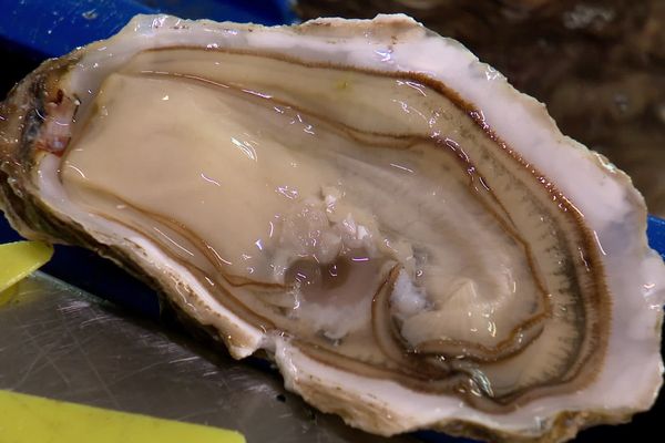 L'huitre de Lannilis nourrie par l'eau douce des abers mais aussi par l'eau salée et le plancton de la baie de Morlaix