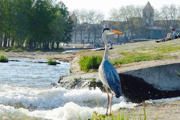 Héron sur la Loire Orléans