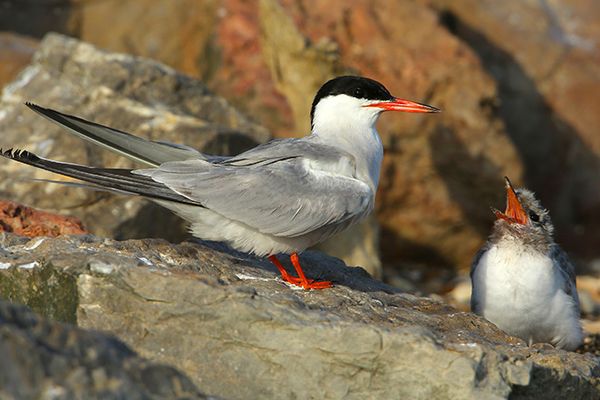 Une Sterne pierregarin et son oisillon nichés dans son environnement rocheux habituel.