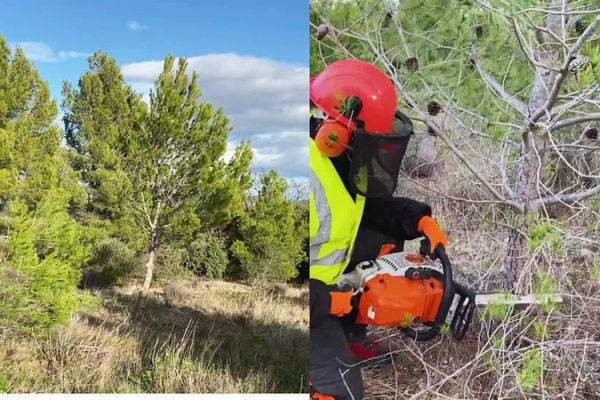 Dans l'Aude, 150 pins d'Alep sont coupés. Ils seront offert comme sapins de Noël à la population.