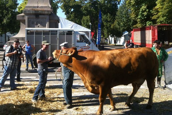 Les préparatifs ont commencé avec l'arrivée des premiers animaux place Carnot