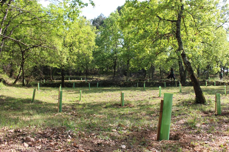 Una criptomoneda financia la plantación de árboles en el Ardèche