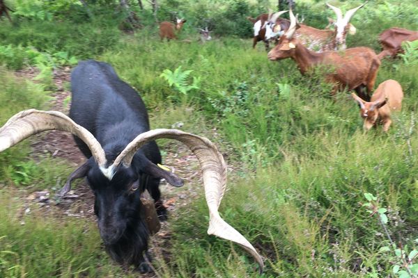 Des Chevres De Rove En Pature Dans Les Landes De La Tourbiere Des Dauges