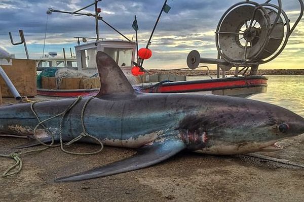 Argelès-sur-Mer (Pyrénées-Orientales) - le requin renard de 5 mètres de long et 150 kg - 17 avril 2015.