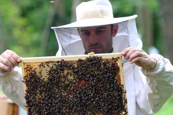 L'Ariège a été touchée par une mortalité massive des abeilles