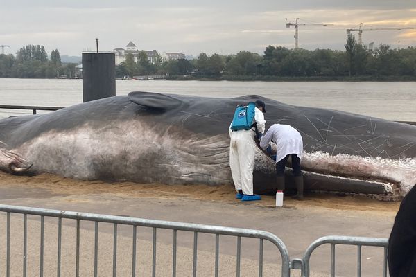 Le faux cachalot échoué sur les quais suscite beaucoup de questions