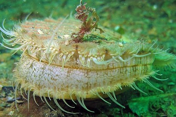 Une coquille Saint-Jacques vivante au fond de l'eau, Bretagne, 2011