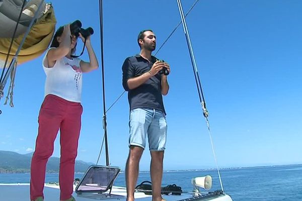 Port-Vendres (Pyrénées-Orientales) : sensibilisation des touristes à la sauvegarde des dauphins - juillet 2017.