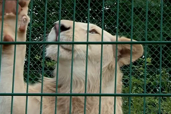 Yoris, deux ans, vient de faire son arrivée au parc zoologique du Tarn.