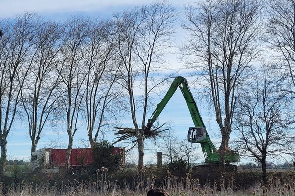 L'abattage des platanes à Vendine, dans le cadre du chantier de construction de l'A69.