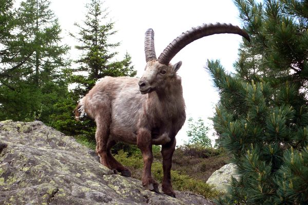 Le préfet de Haute-Savoie a autorisé jusqu'à 170 abattages de bouquetins non marqués pour l'année 2022 afin de lutter contre la brucellose.