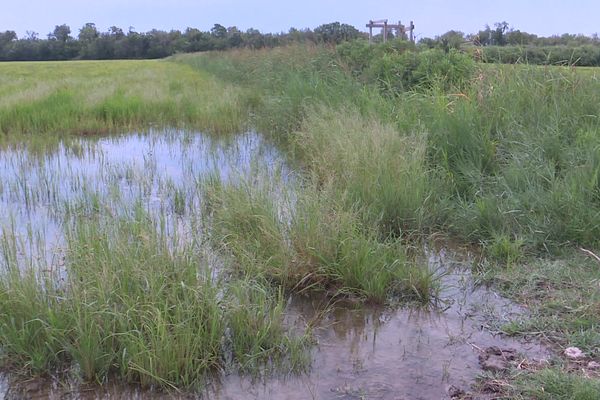 Les viticulteurs et riziculteurs sont inquiets en Camargue.