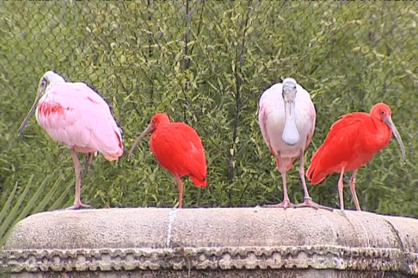 Au Pal, les diverses espèces d'oiseaux exotiques ont repris possession de leurs volières avec le printemps, après avoir passé l'hiver bien au chaud sous l'oeil attentif des soigneurs.