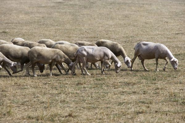 Le gouvernement reconnait l'état de calamité agricole dans le Tarn suite à la sécheresse et aux fortes températures survenues en 2022 dans le département.