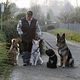 À Rueil-Malmaison, la commune a fixé à quatre le nombre de chiens qui accompagnent les promeneurs professionnels. Ils sont autorisés à certaines heures et à certains endroits. (Photo d'illustration)