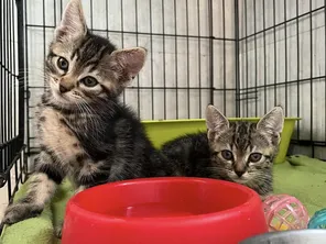 Deux chats abandonnés ont pu être recueilli par le refuge animalier.