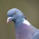 Les pigeons, parfois présents en nombre dans certaines communes, font l'objet de méthode de régulation.