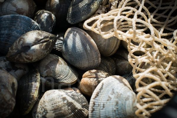 La pêche de palourdes est interdite du 15 juillet au 16 septembre.