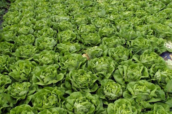 La vague de froid qui traverse de nouveau le pays pénalise les cultivateurs de fruits et légumes - Photo d'illustration 