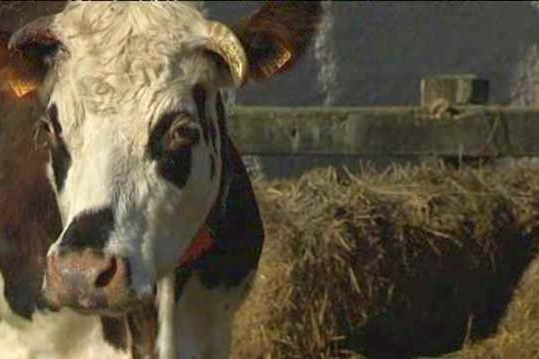 A Monthou-sur-Bièvre dans le Loir-et-Cher, les vaches de Gilles et Anne sont heureuses