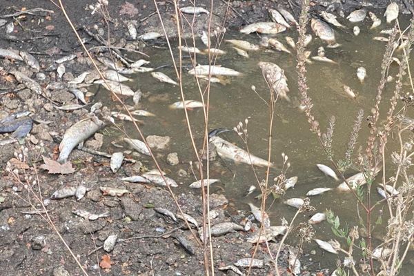 Des centaines de poissons morts à Saujon