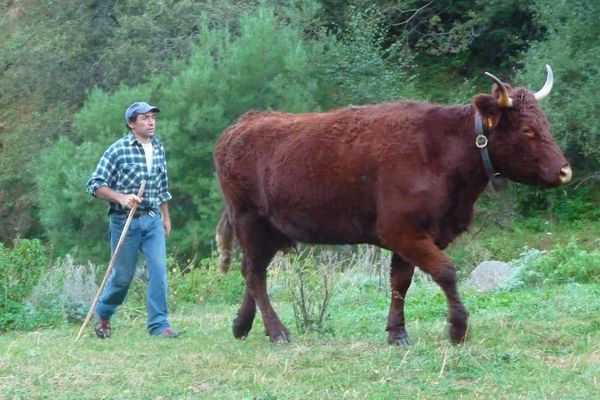 "Bonjour, je m'appelle Louis, 47 ans. Je suis éleveur depuis l'âge de 21 ans. J'ai un petit troupeau de vaches Salers élevées en plein air dans les montagnes des Alpes Maritimes".