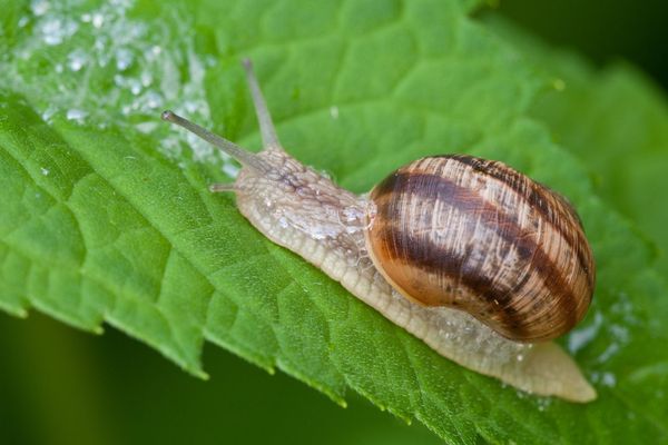 Escargot : le turbo de la nature… un animal plein de ressources.